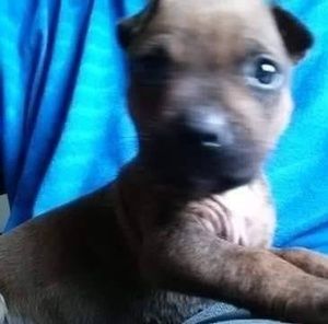 Meet your Posher, Antonio